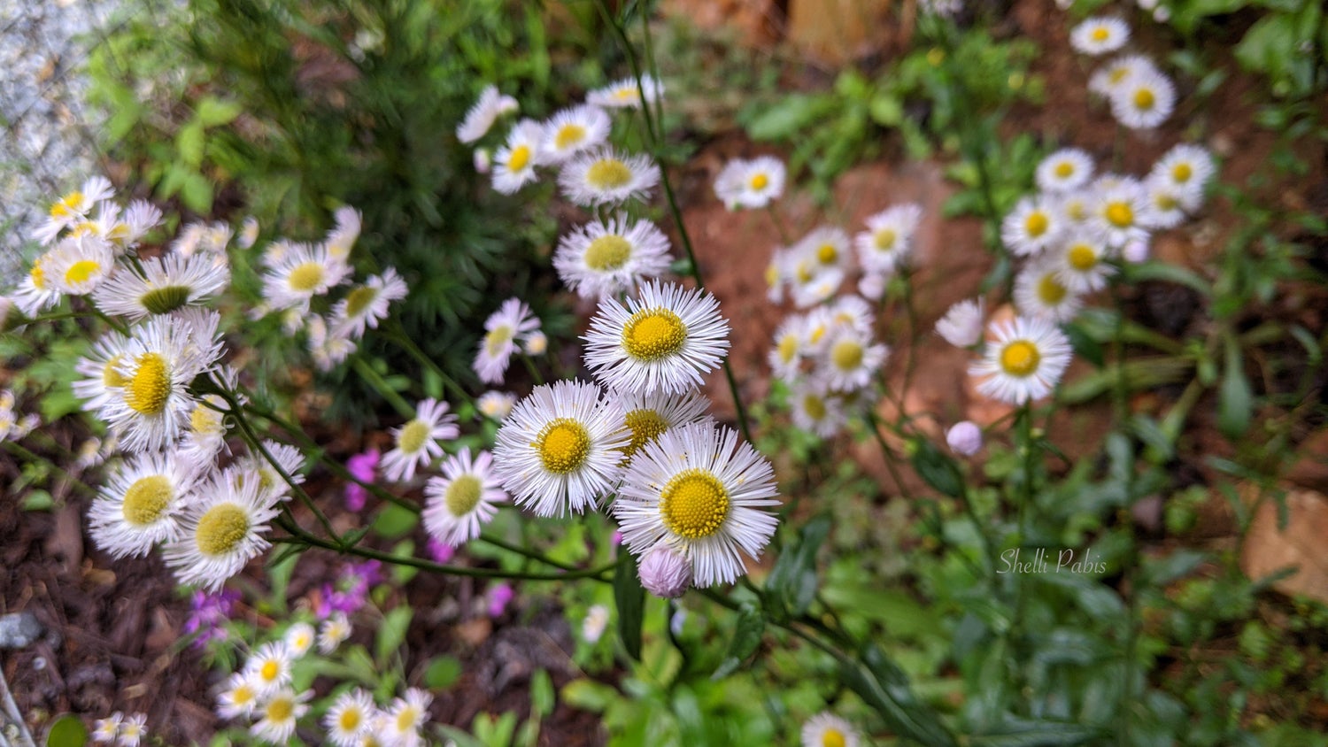 flowers - fleabane