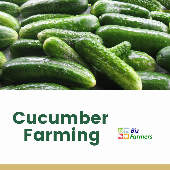 Cucumber Farming Payhip cucumber-farming-payhip