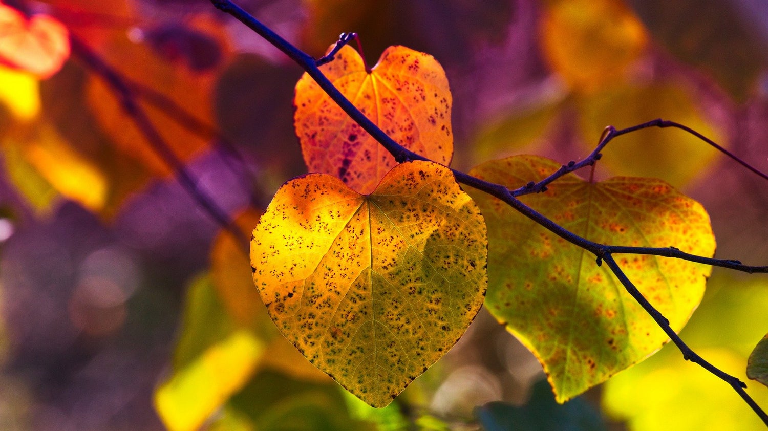 Autumn at DramatisDei - prayers and scripts for harvest, All Saints and Thanksgiving as well as all the weeks in between!