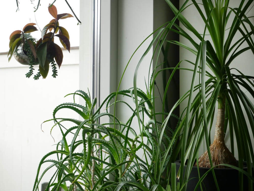 Trädaloe, Aloe arborescens och flasklilja, Beaucarnea recurvata