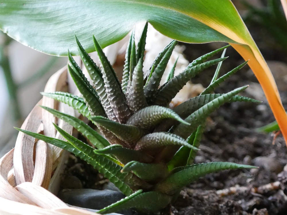 Haworthia, Haworthiopsis