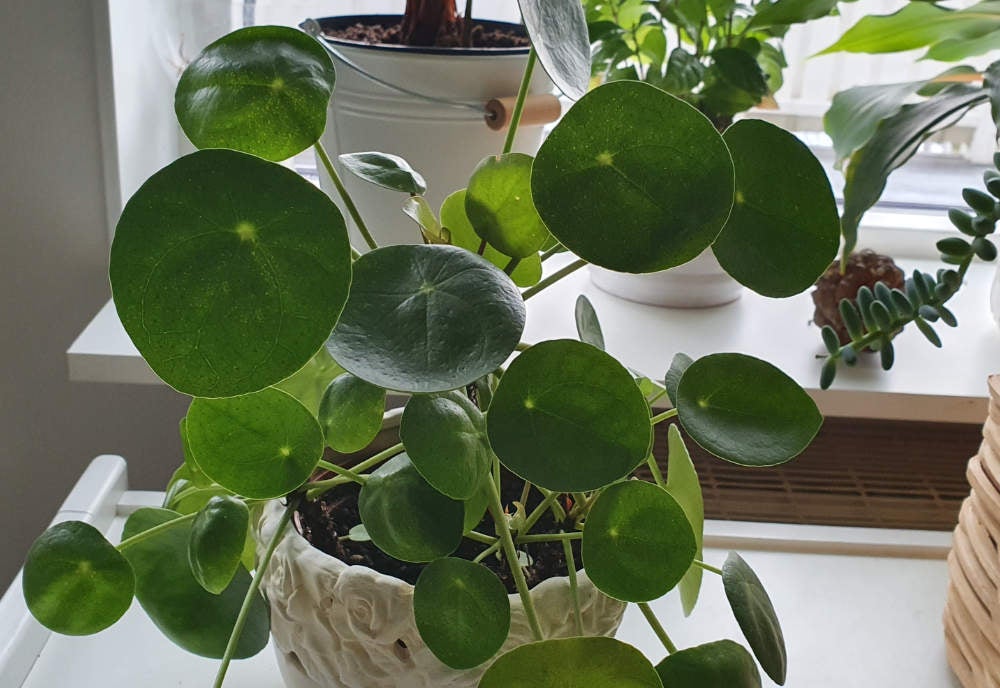 Elefantöra, Pilea peperomioides