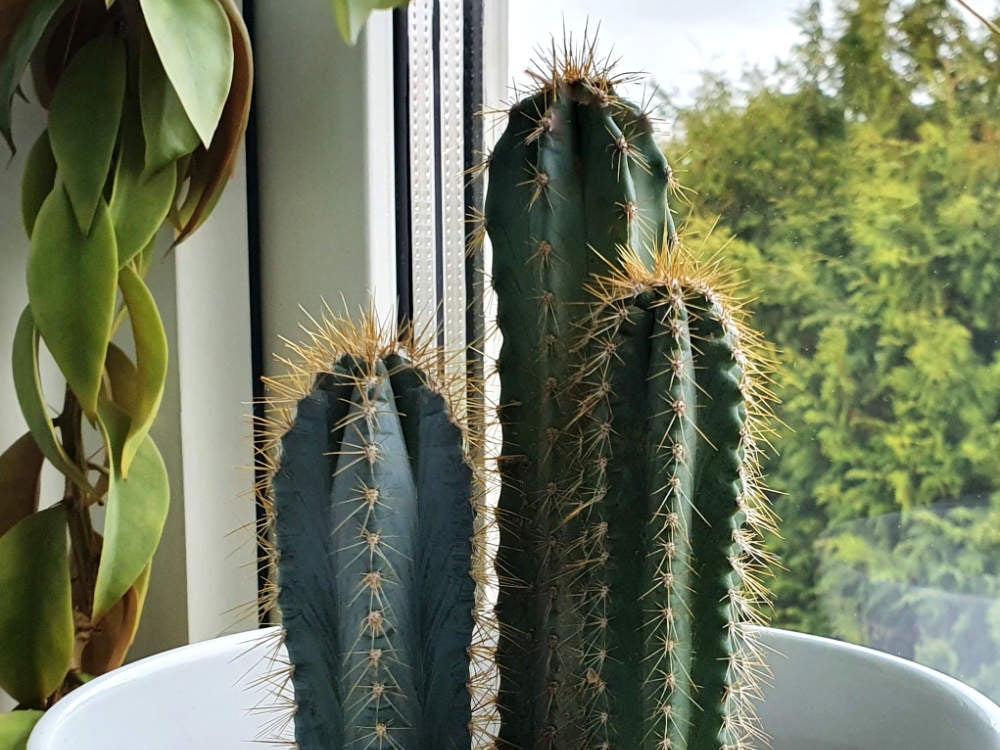 Vit vaddkaktus, Pilosocereus pachycladus