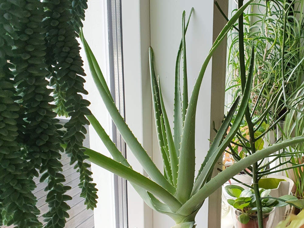 Äkta aloe, Aloe vera