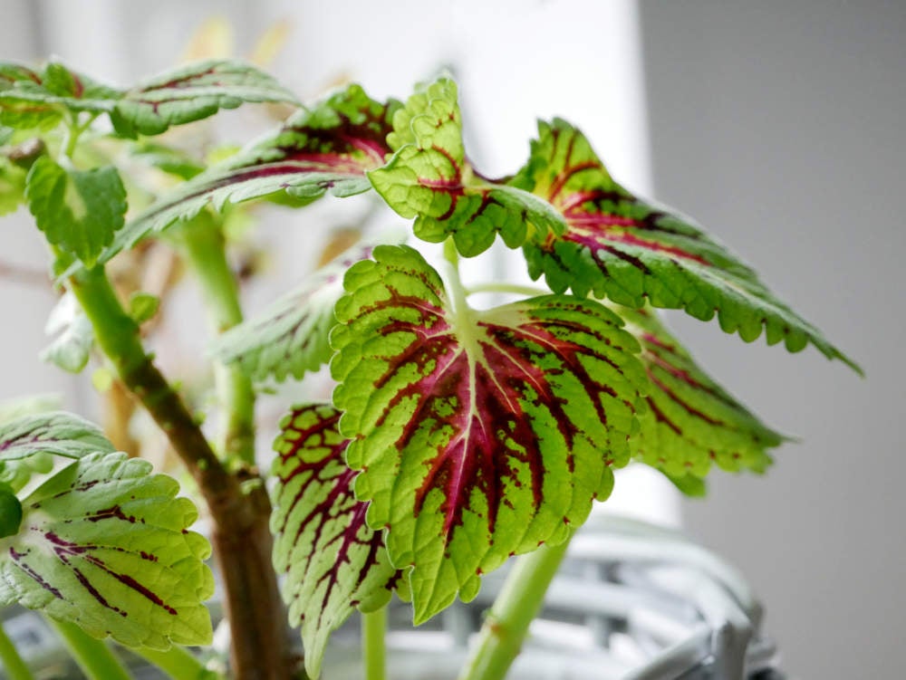 Palettblad, Solenostemon scutellarioides (tidigare Coleus)