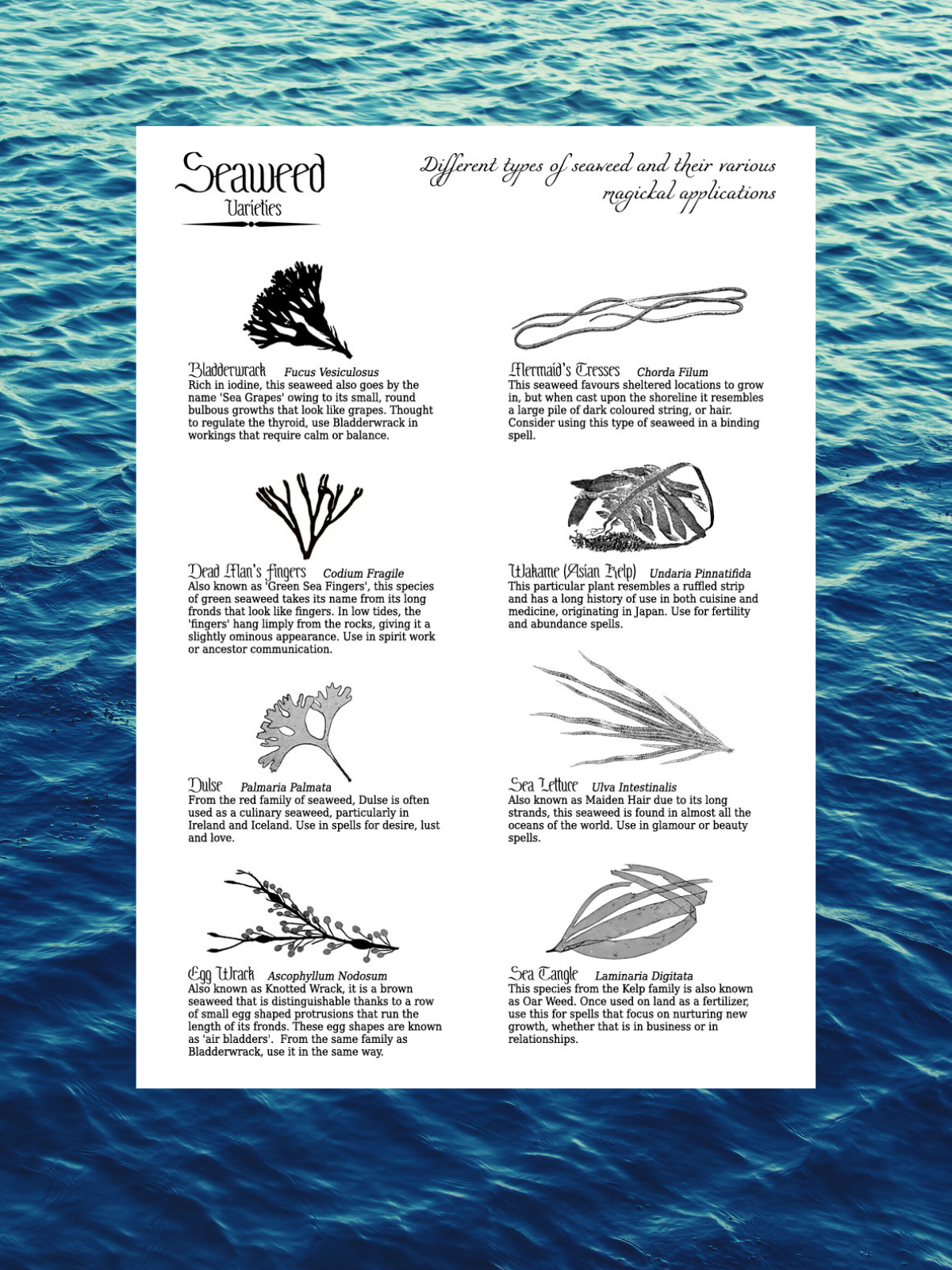 Sea Witch Grimoire Part 2 - Payhip