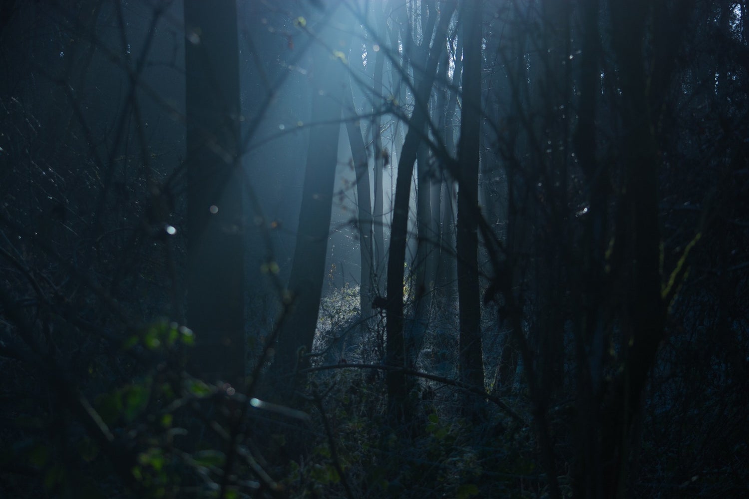 Dark forrest