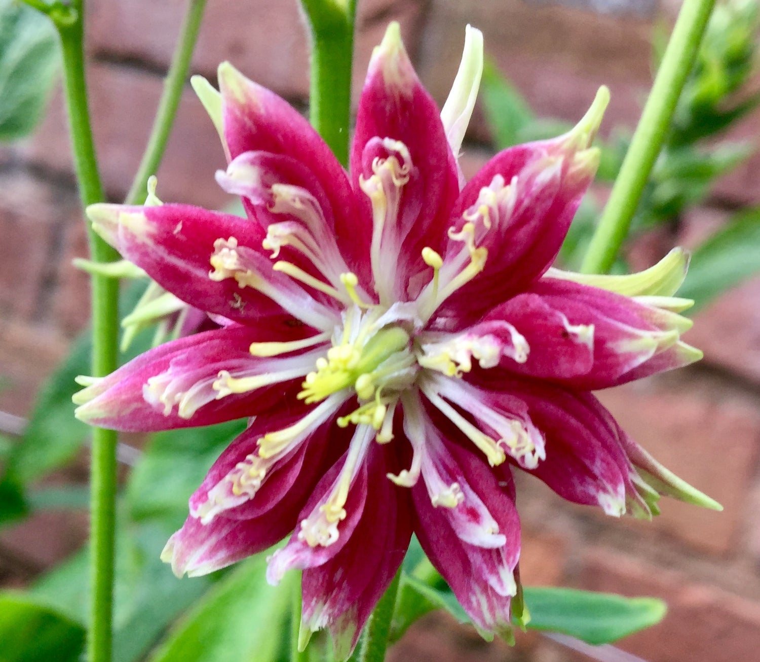 Flower Symmetry