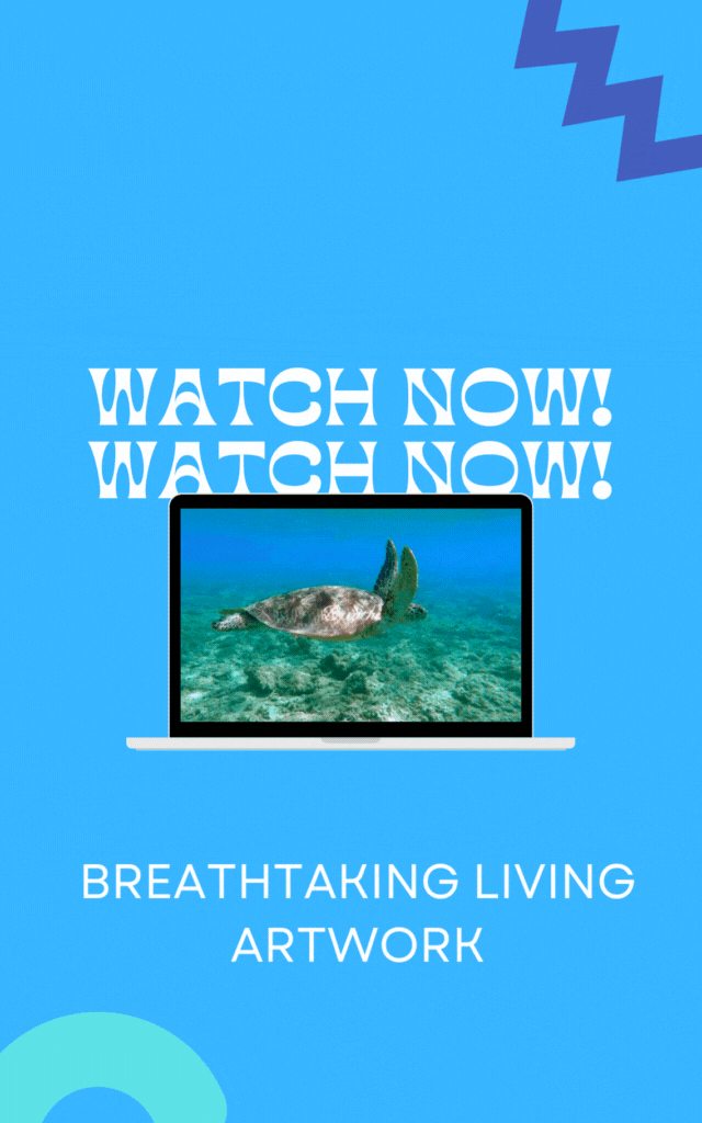 Sea turtle Desktop, soundly, animals, computer ...