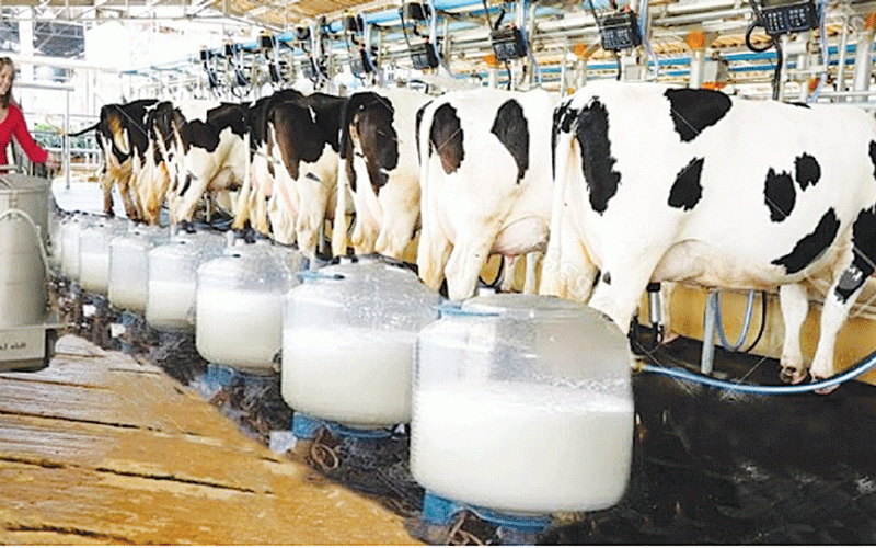 Dairy Reforms Show Path to Breaking Zimbabwe’s Red Tape