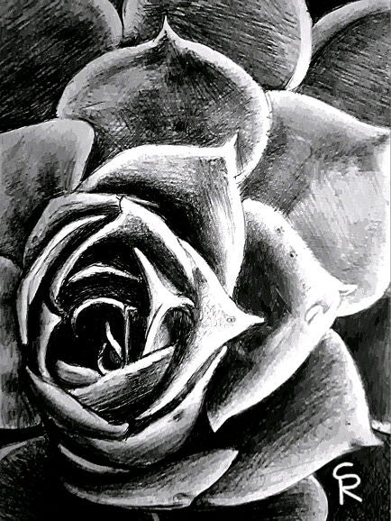 A graphite pencil/charcoal B&W sketch of a succulent. It contains very strong shadows and some strong lighting. The composition focuses on a close-up view of a succulent plant, rendered with varying shades of gray, creating a sense of depth and volume. Elements are arranged in a way that draws the viewer's attention to the succulent's intricate details. The fat green petals exhibit a variety of shapes and sizes, radiating outwards from the center. Form is emphasized by the use of light and dark tones. The technical execution of the drawing is precise and detailed, capturing the subtle textures and contours of the succulent. The overall atmosphere is quiet and contemplative.