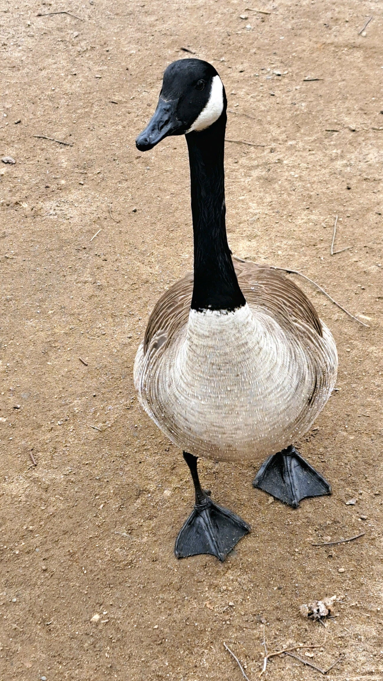 The Canada Goose of Prospect Park.