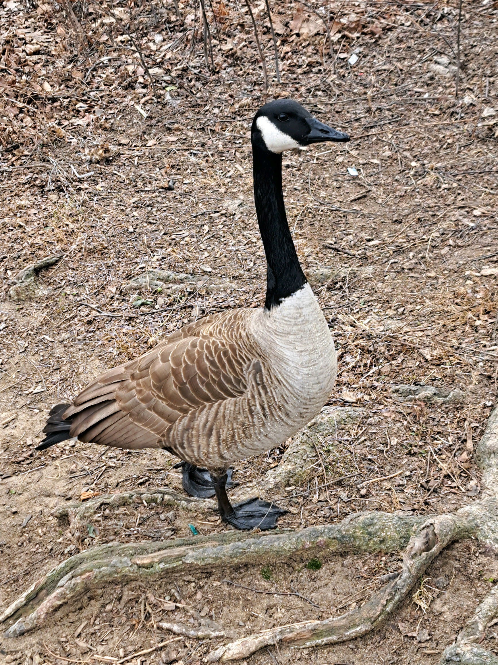 The Canada Goose of Prospect Park.