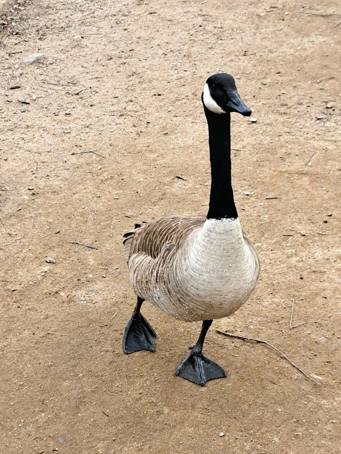 The Canada Goose of Prospect Park.