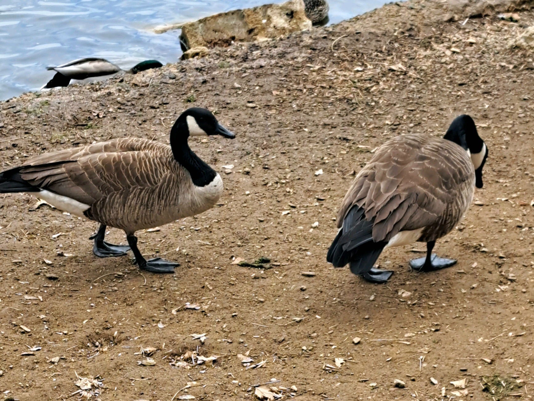 The Canada Goose of Prospect Park.