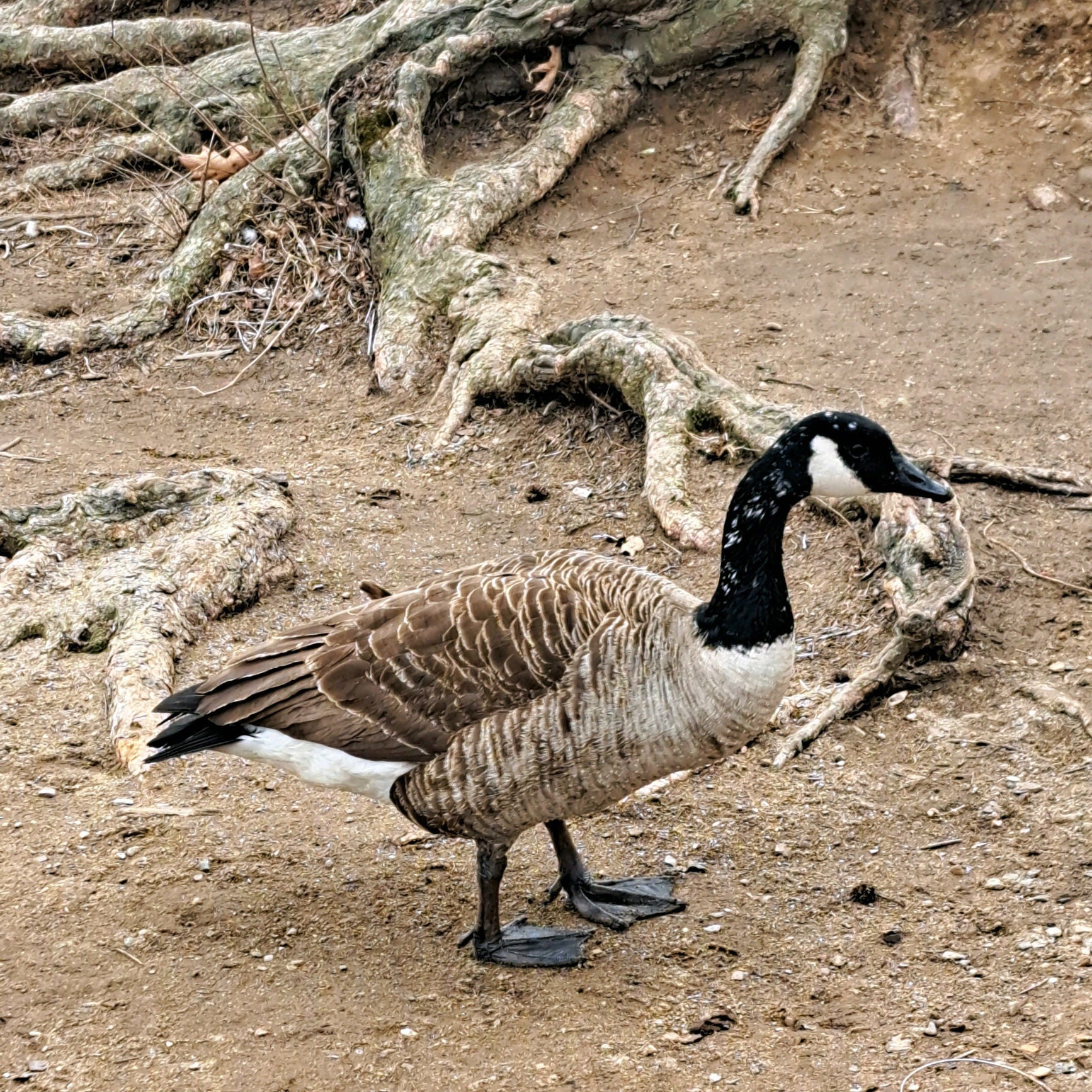 The Canada Goose of Prospect Park.