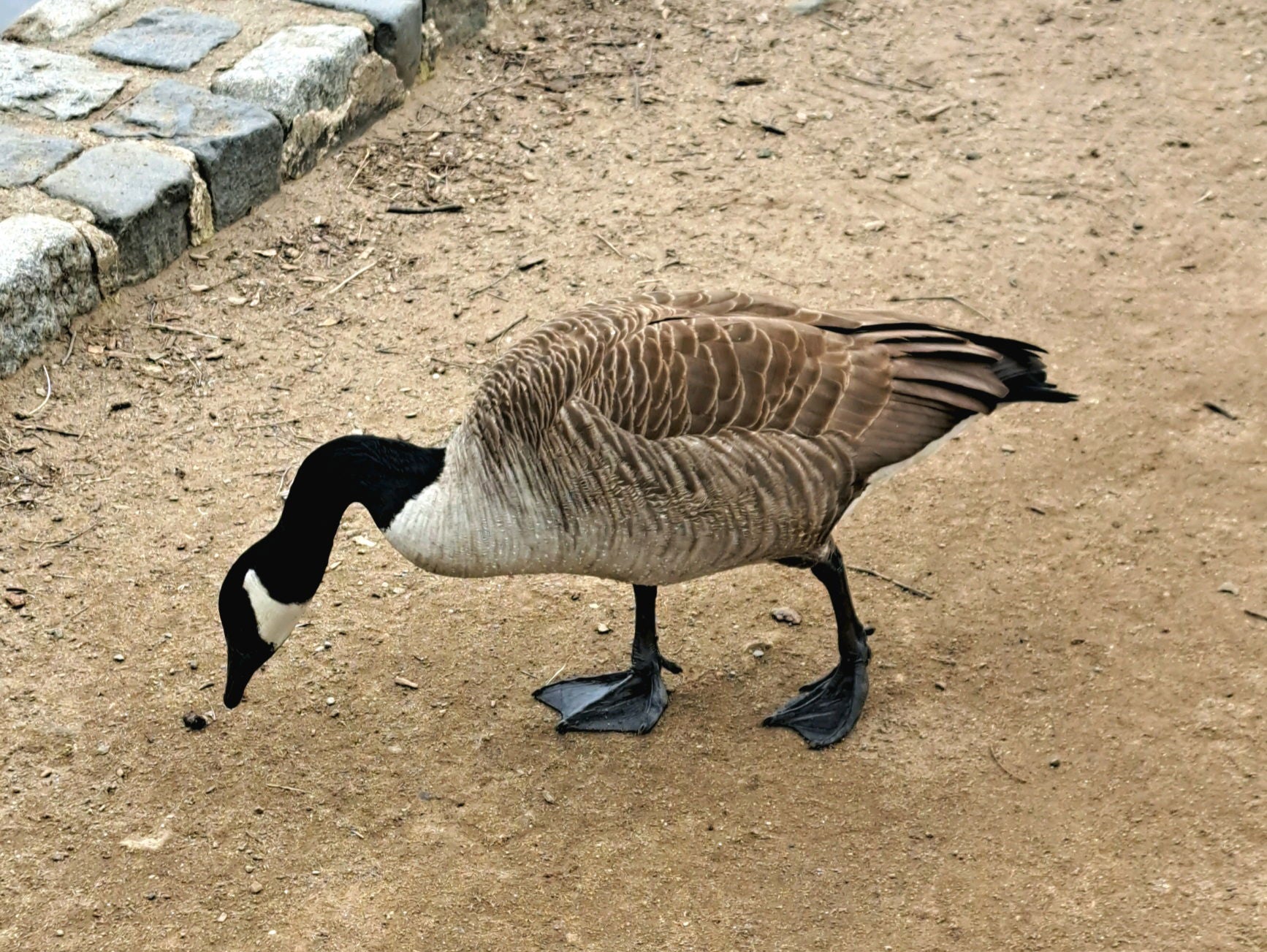 The Canada Goose of Prospect Park.