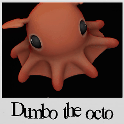 Dumbo the Octopus