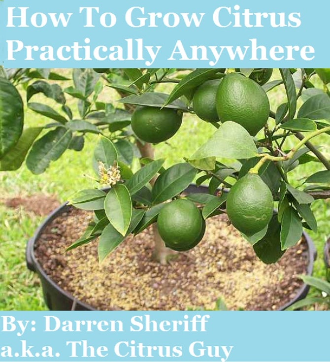 How To Grow Citrus Practically Anywhere Payhip